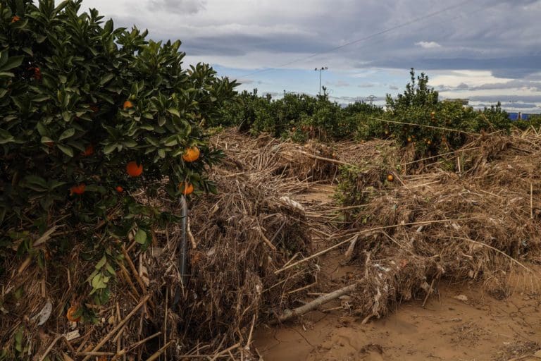 El Gobierno publica la segunda relación de agricultores y ganaderos beneficiarios de ayudas directas por la dana