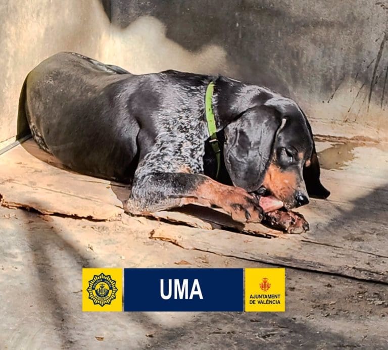 La Policía halla dos canes en condiciones ‘deficientes’ en la alquería donde un perro lobo atacó a su dueño