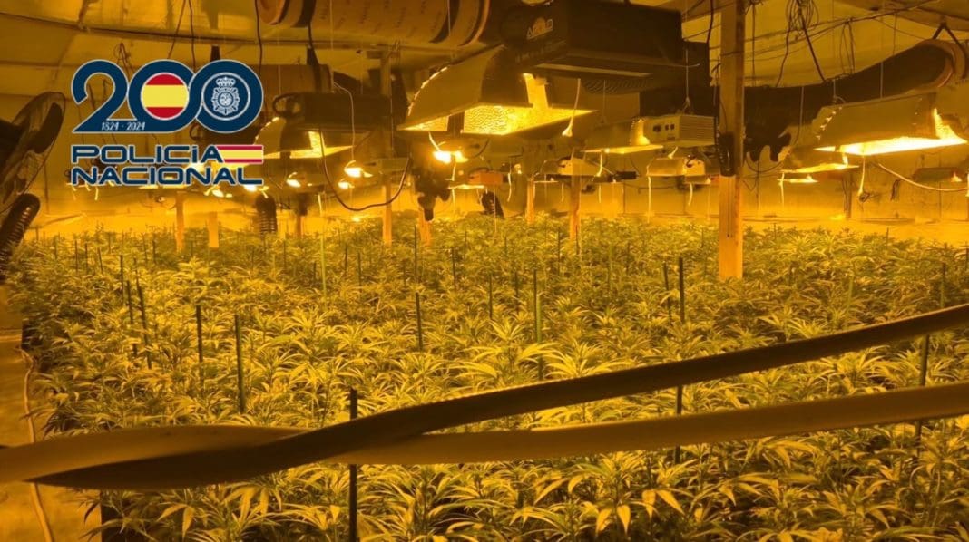 Plantas de marihuana. Cannabis. Valencia