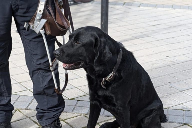 Personas con discapacidad accederán con su perro de asistencia a todos los espacios públicos y privados de uso colectivo