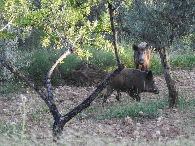 La Generalitat subvencionará actuaciones municipales para el control poblacional del jabalí