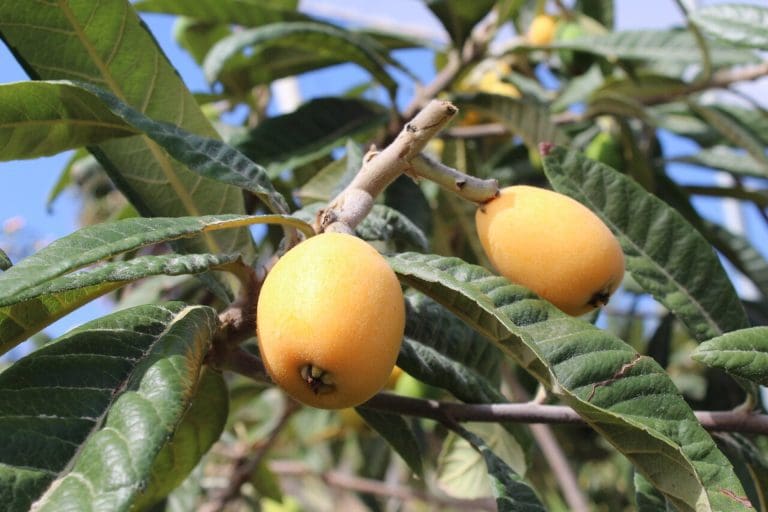 Reclaman un módulo fiscal permanente del 20% para el cultivo del níspero debido al aumento de costes