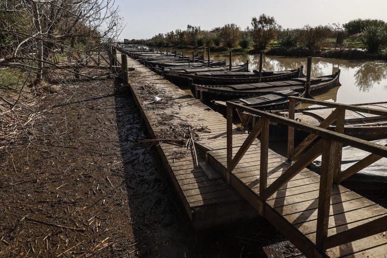 El Consell ratifica la contratación de asistencia técnica para analizar muestras de l’Albufera tras la dana
