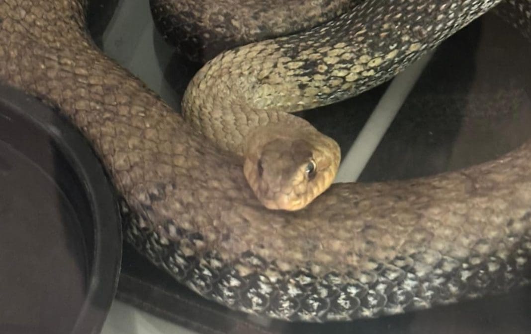 serpiente motor coche valencia