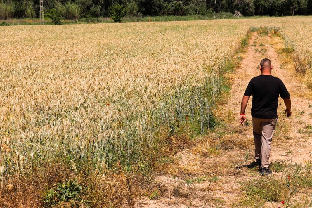 Cosecha de cereales en la Comunitat Valenciana | @launio