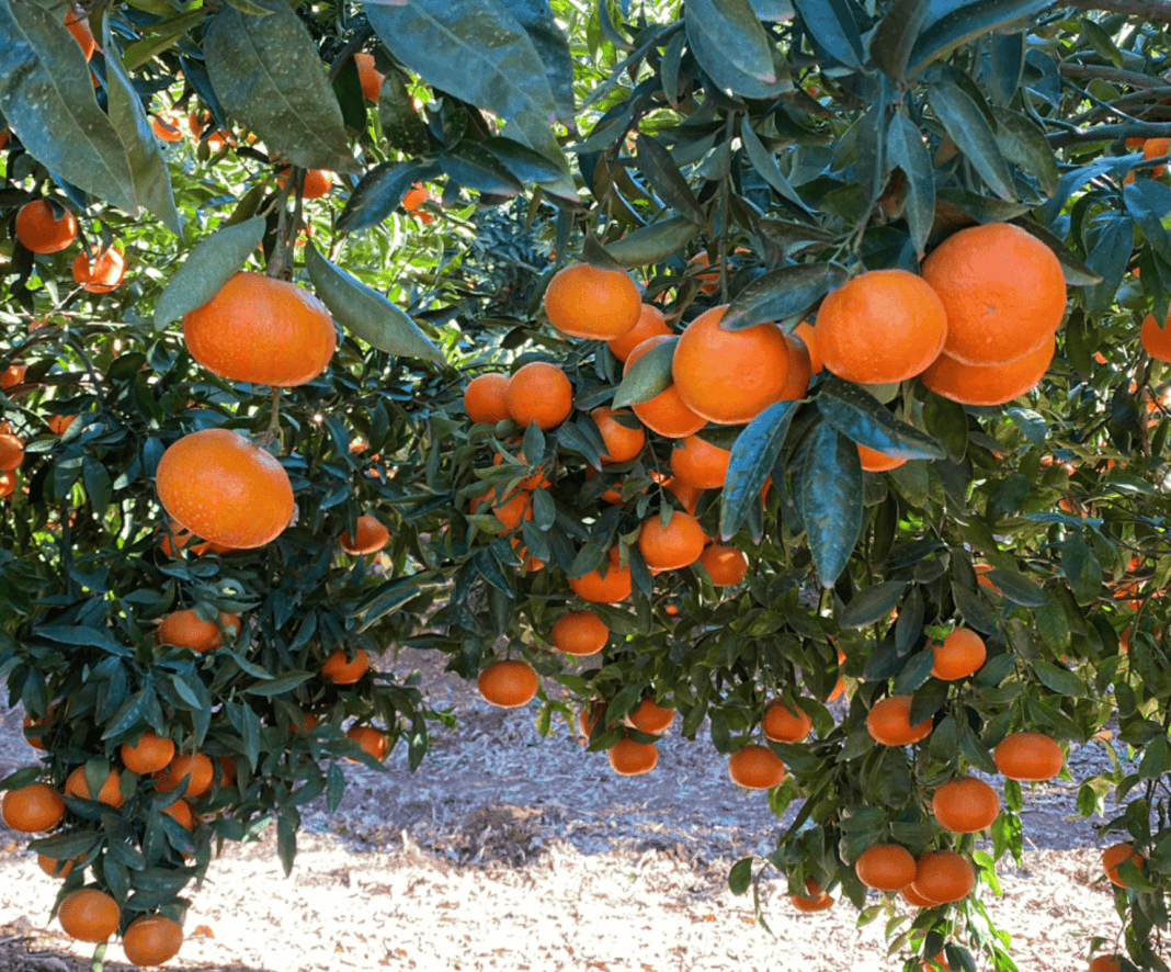 Congreso Ciencias Hortícolas