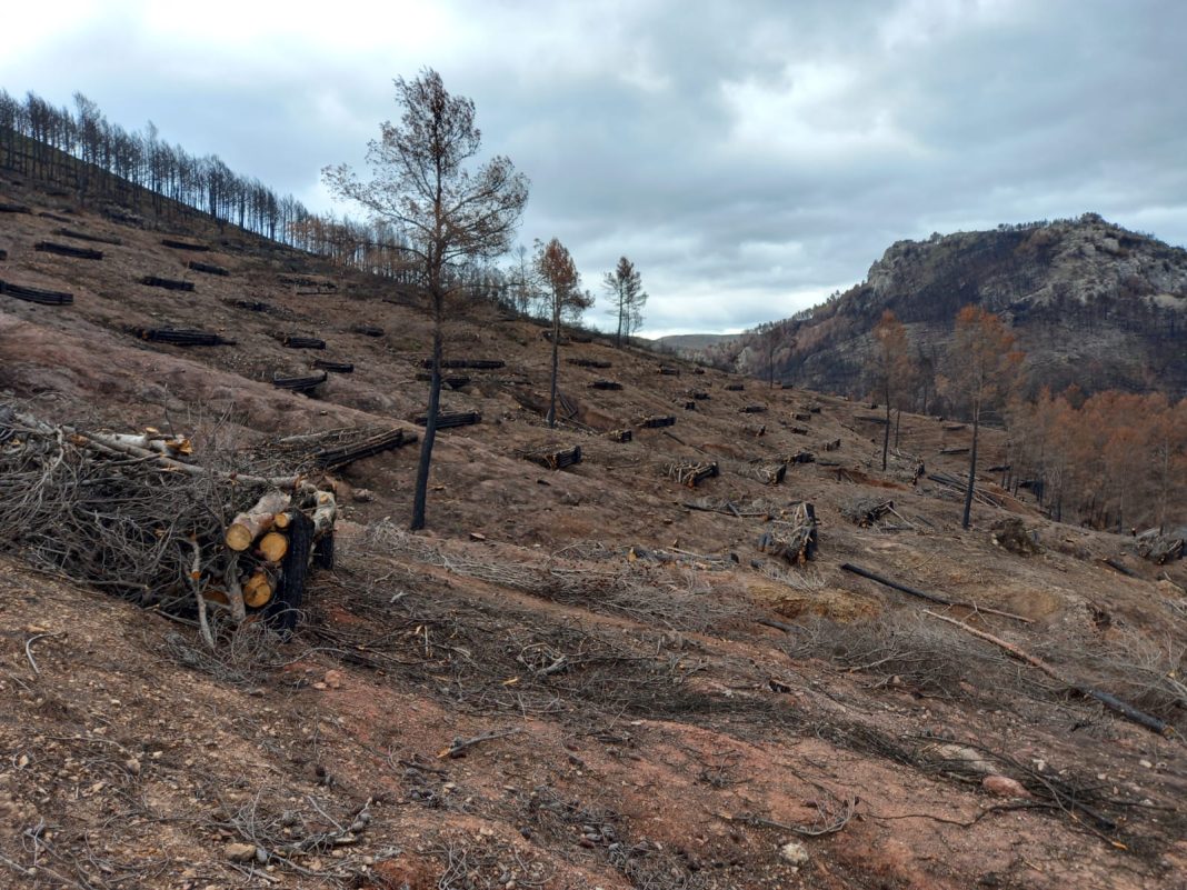 restauración ambiental