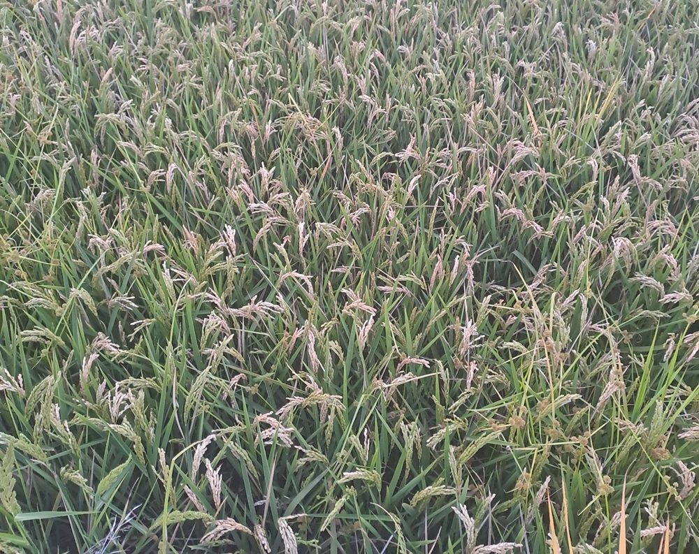 pyricularia en arrozal valenciano