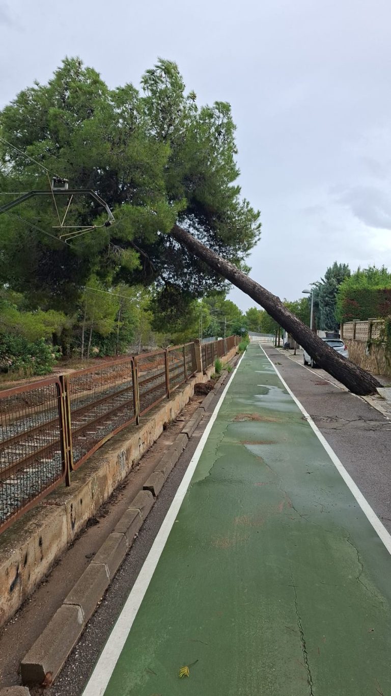 Restablecida la Línea 1 entre Torrent y Castelló y cortada la Línea 2 por un árbol