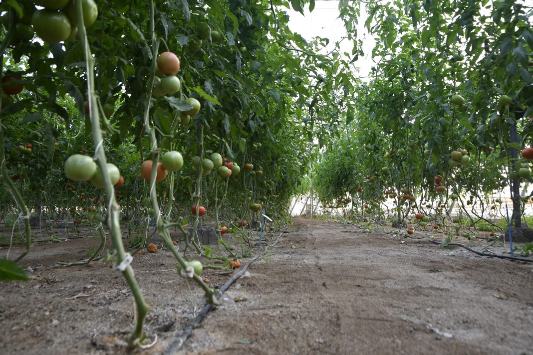 La Comunitat Valenciana lidera el abandono de tierras agrícolas mientras los cítricos y otros cultivos tradicionales siguen en retroceso.