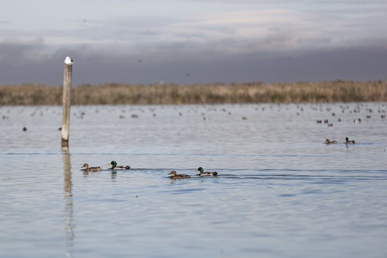 La Albufera, estable en apariencia, sigue lastrada por el mal saneamiento y la eutrofización, según expertos