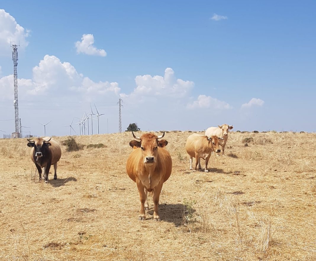 Agricultura convoca ayudas de 4,2 millones de euros para mejorar la competitividad y sostenibilidad en explotaciones ganaderas de la Comunitat Valenciana