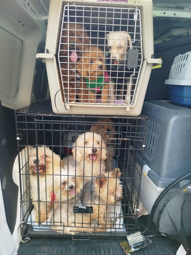 Investigan un posible criadero ilegal en València con 16 perros