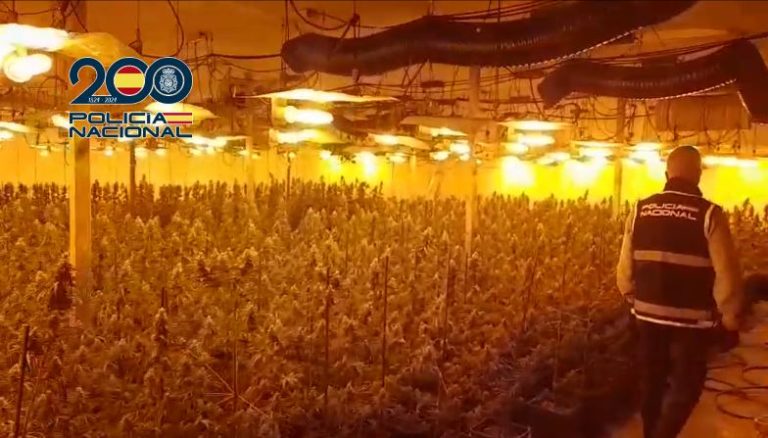 Desmantelan una plantación de marihuana en una nave industrial de Massanassa