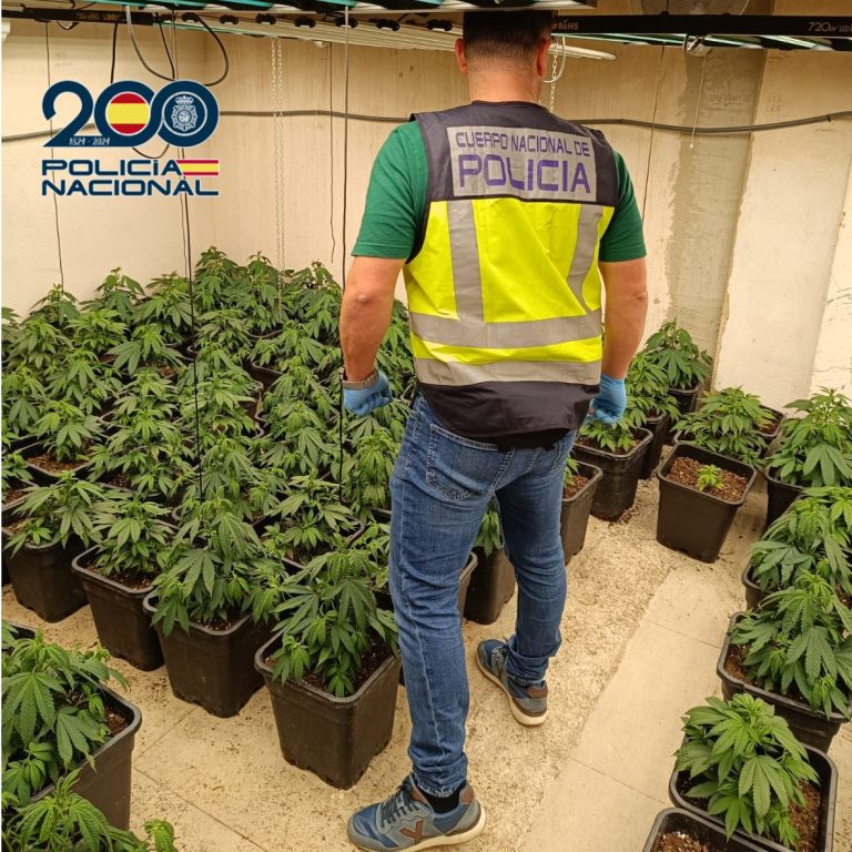 Desarticulado en Torrent un cultivo con 130 plantas de marihuana