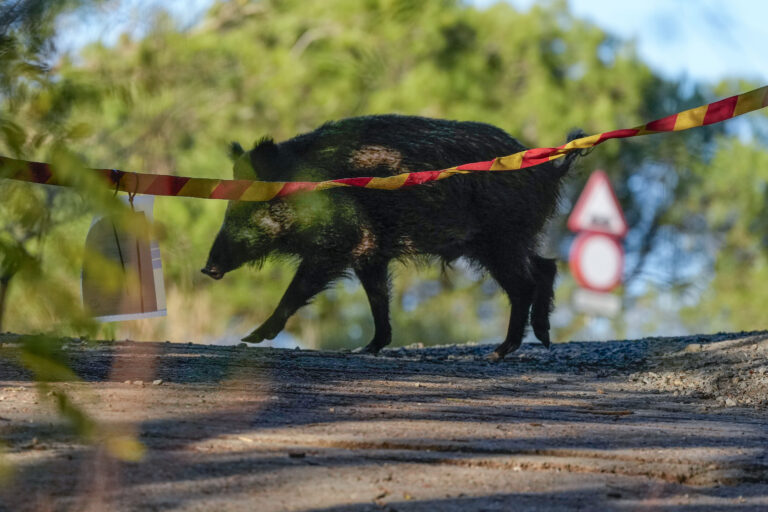 Una alcireña de 30 años muere tras chocar su coche con un jabalí
