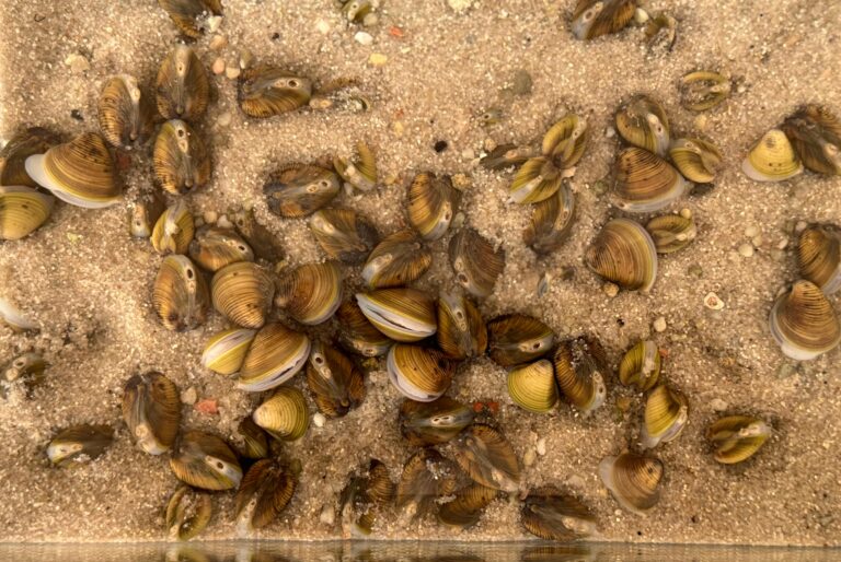 El ‘petxinot’, el pequeño molusco clave para la filtración del agua en L’Albufera