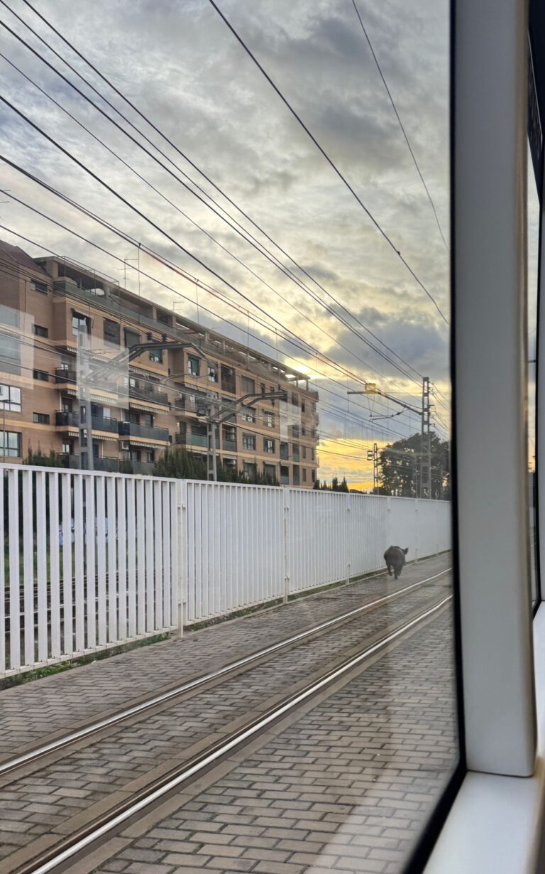 Retrasos en L1 y L2 de Metrovalencia por un jabalí en las vías